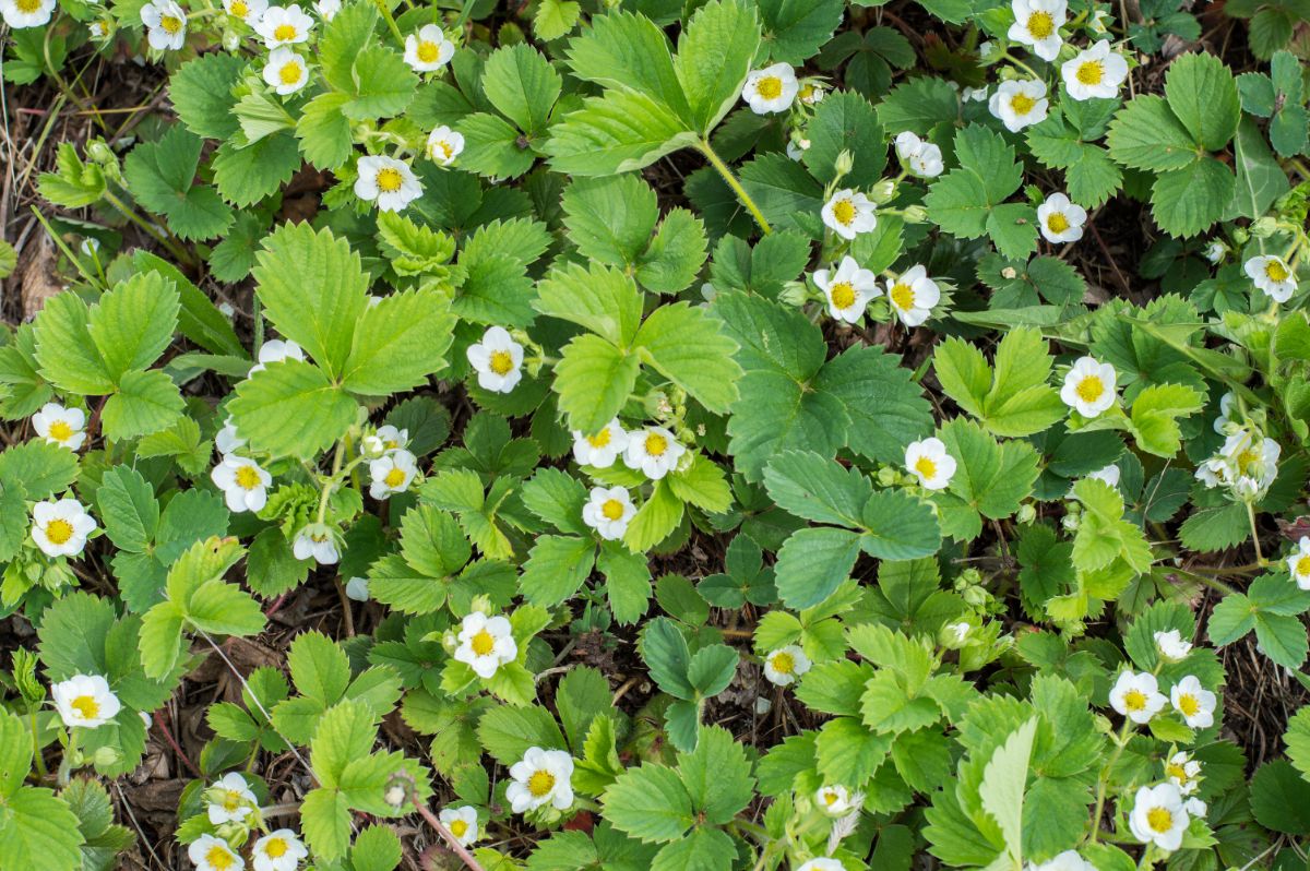 Bunch of strawberry plants with flowers