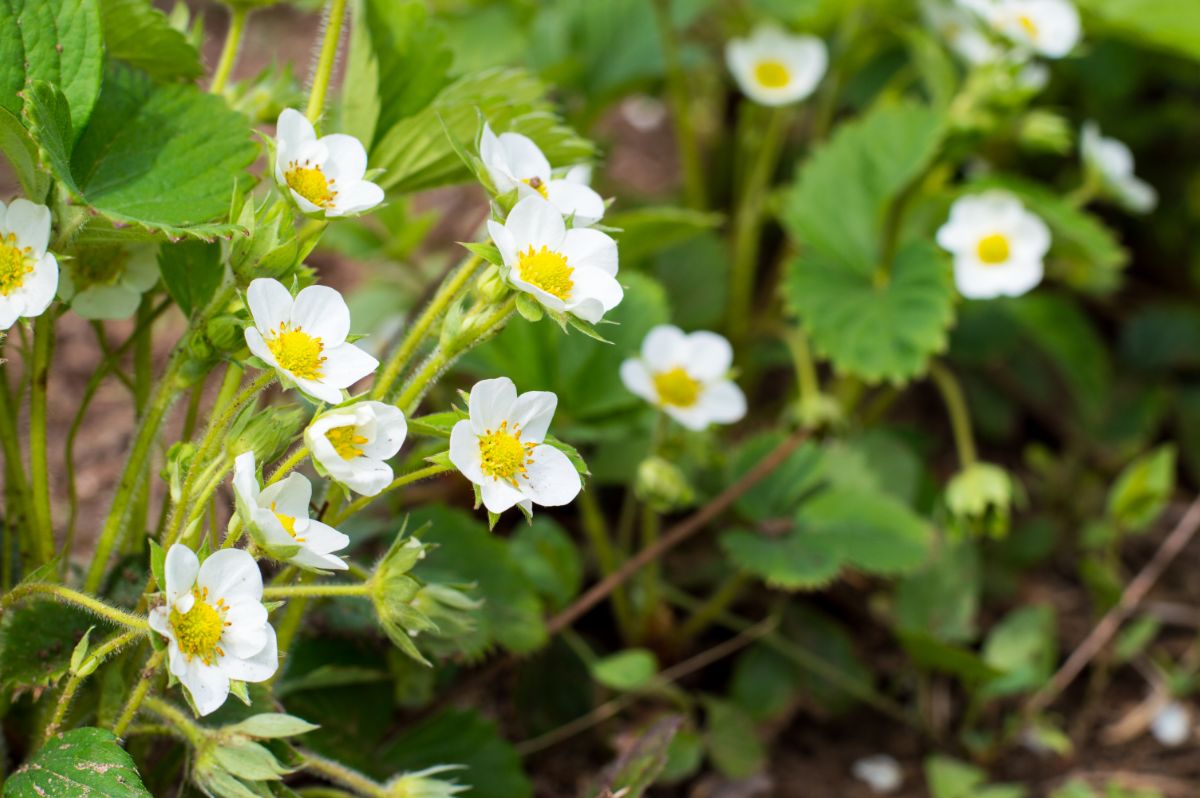 Close shot of strawberry plant with flowers