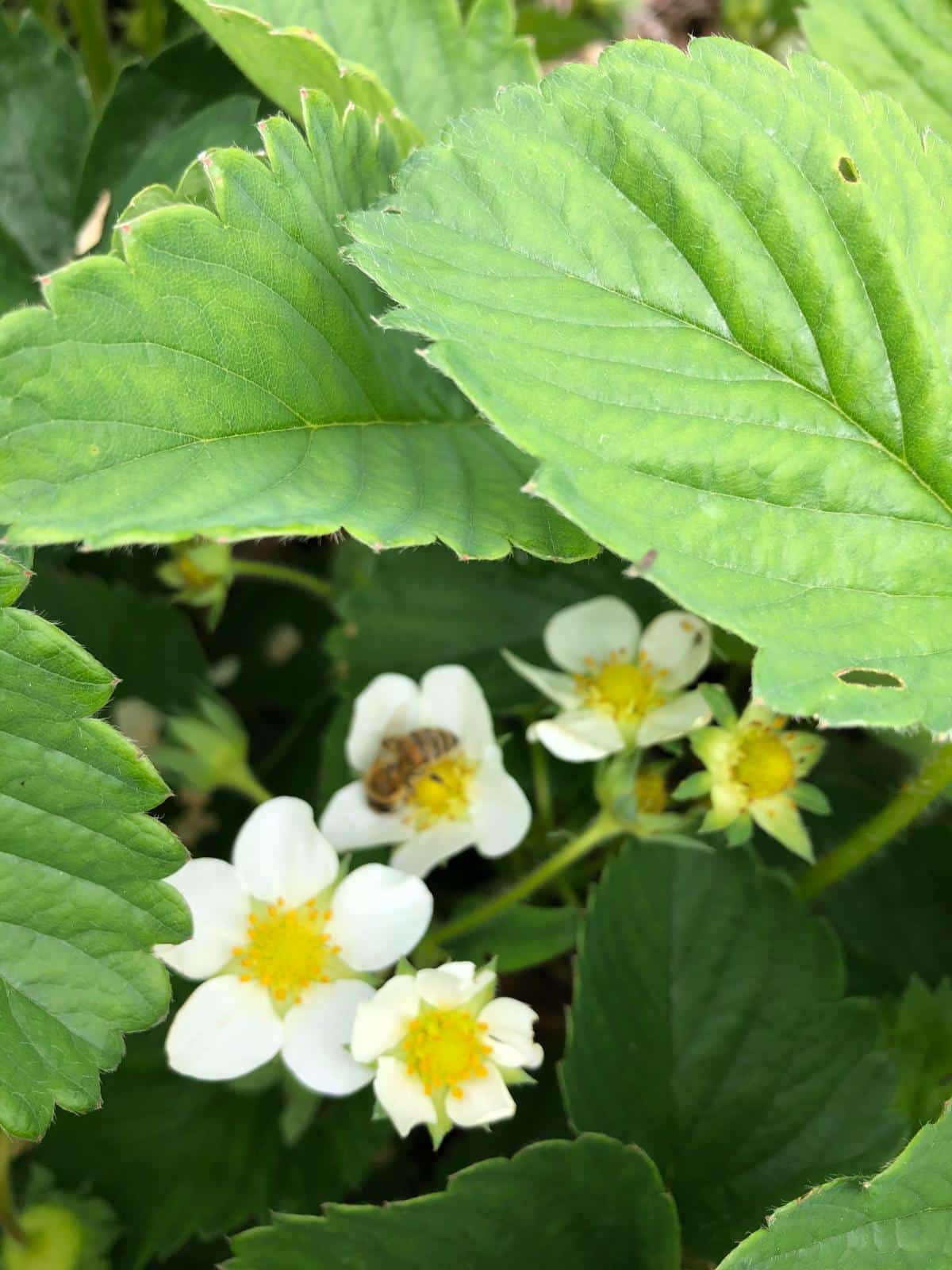 A honeybee on a spring strawberry blossoms