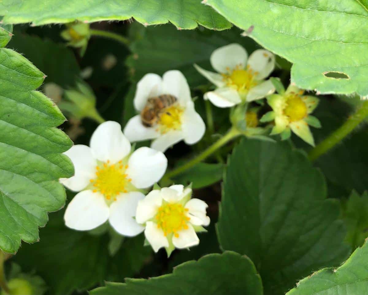 A bee on a strawberry blossom