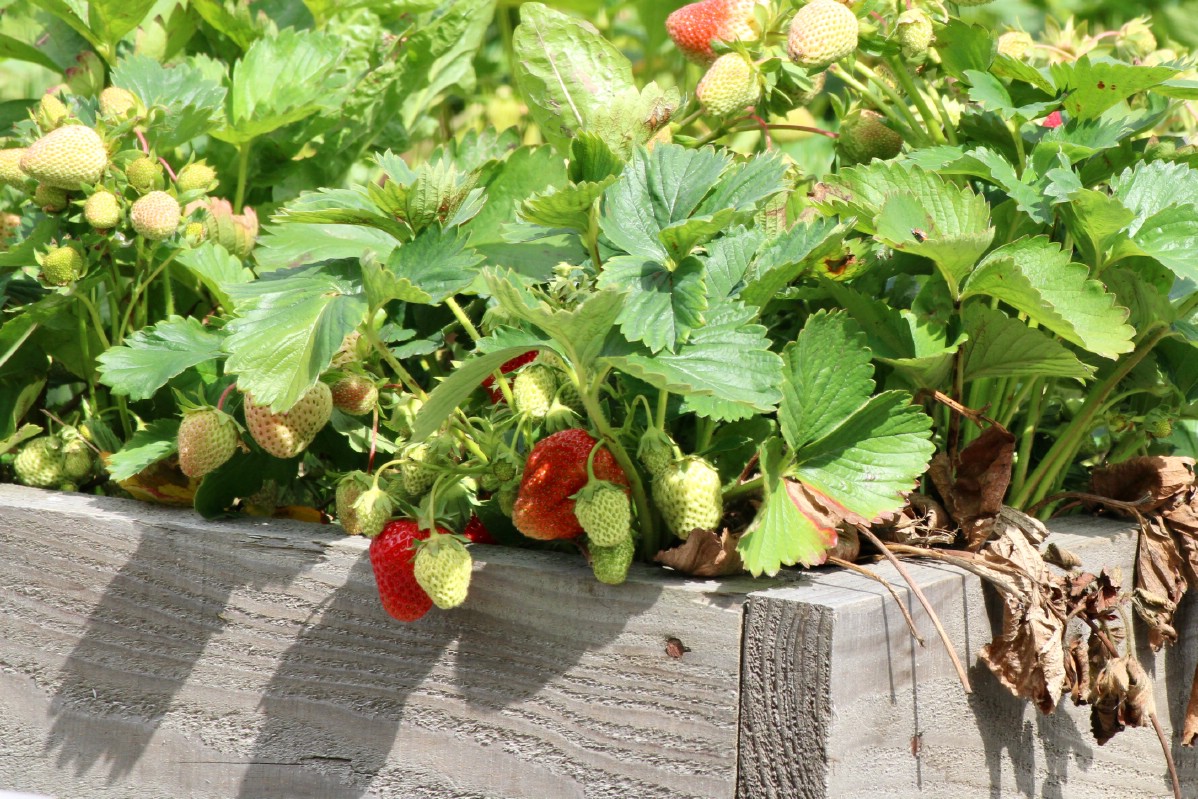 Strawberries fruiting in a diy garden bed.