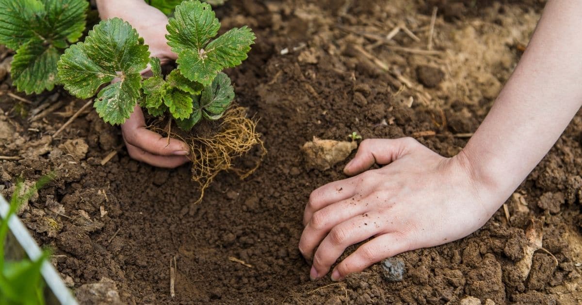 Strawberry gardening mistakes when planting.