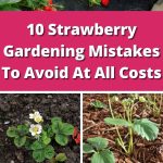 Strawberry gardening mistakes pin 2