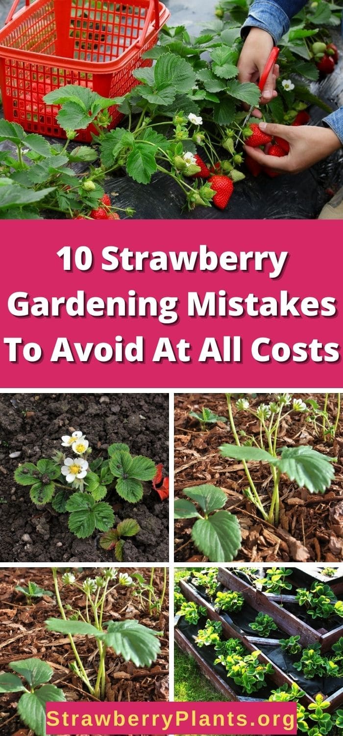 10 Strawberry Gardening Mistakes To Avoid At All Costs – Strawberry Plants