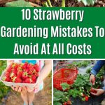 Strawberry gardening mistakes pin
