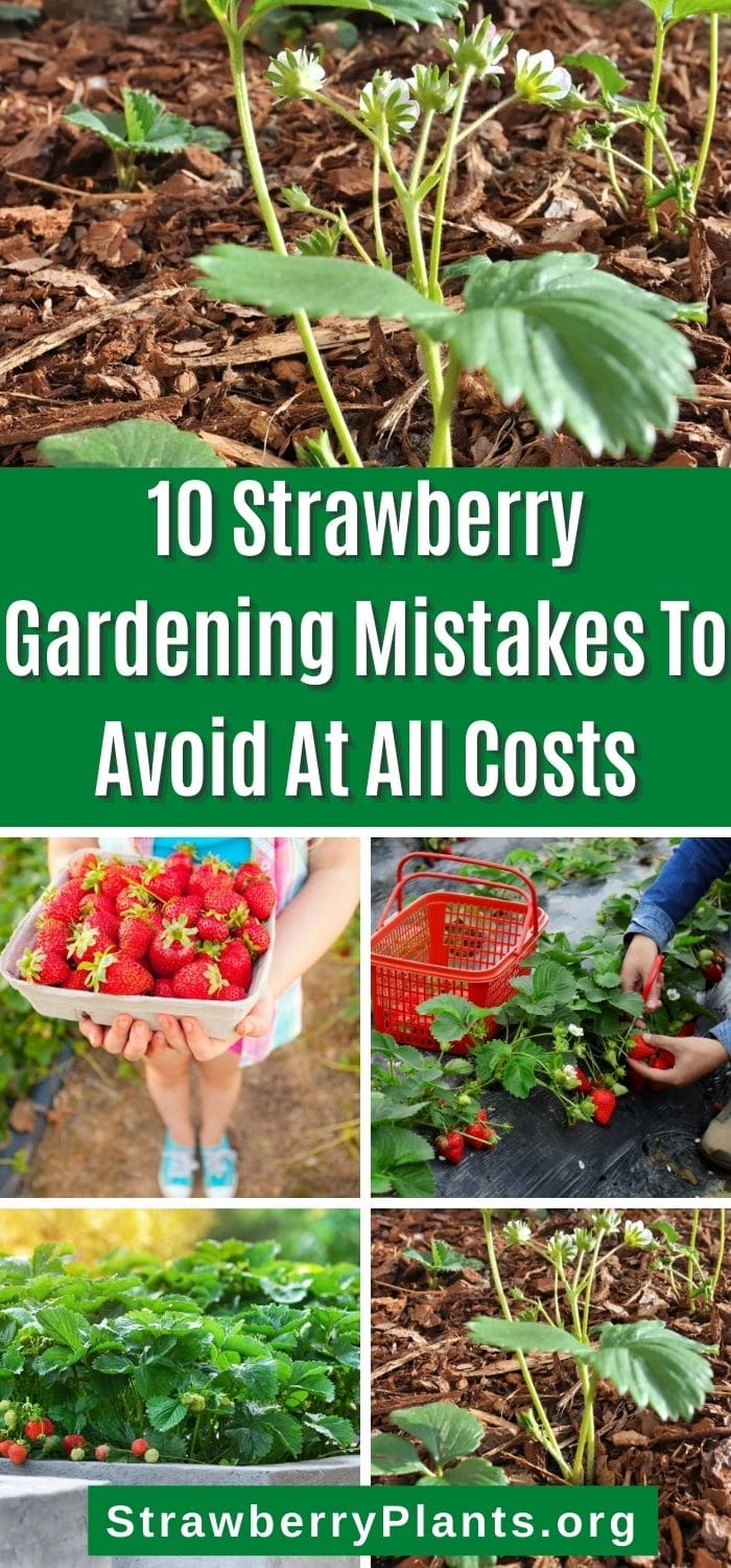 10 Strawberry Gardening Mistakes To Avoid At All Costs – Strawberry Plants