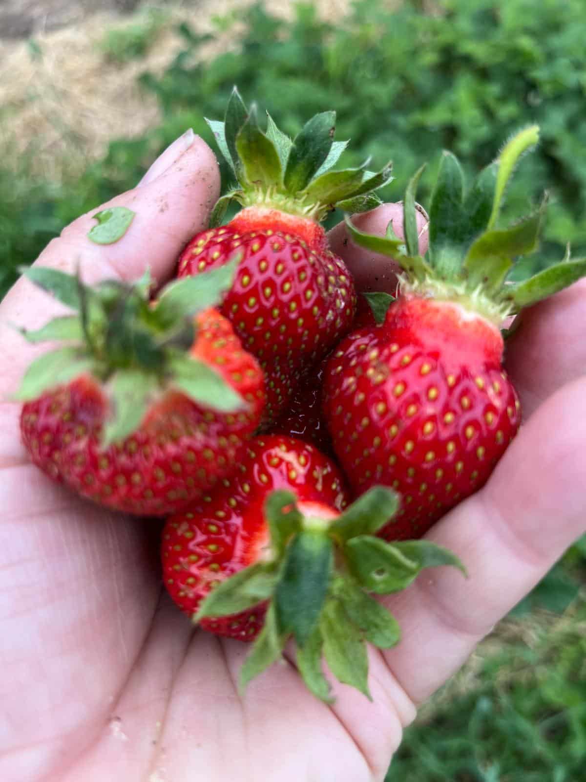 A handful of fresh picked strawberries