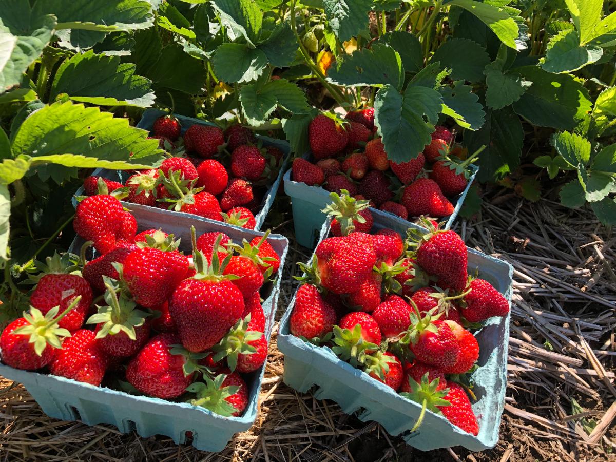 Strawberries picked from a patch that was planted in the fall