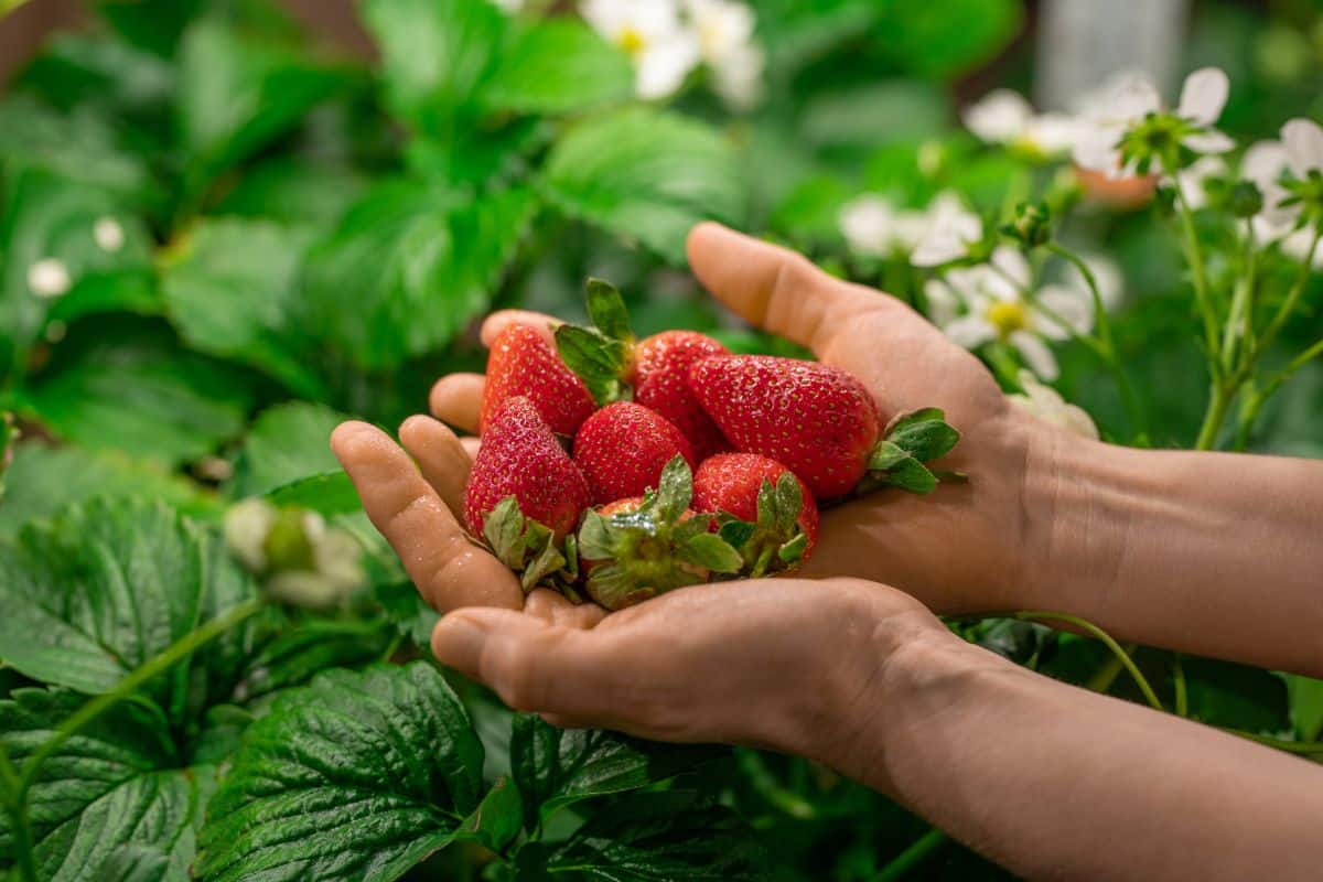 A gardener holds a handful of freshly-picked strawberries