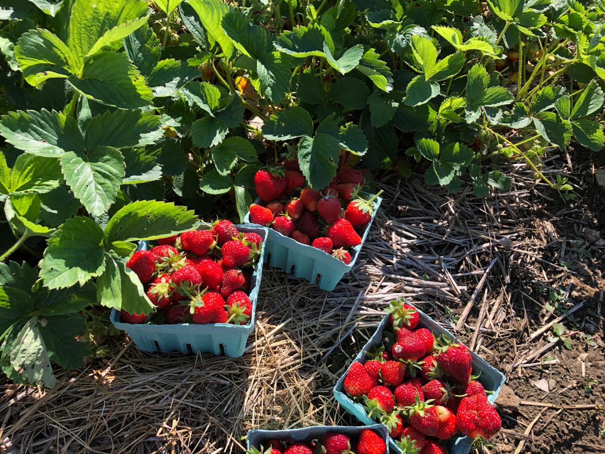 Picking strawberries in a patch