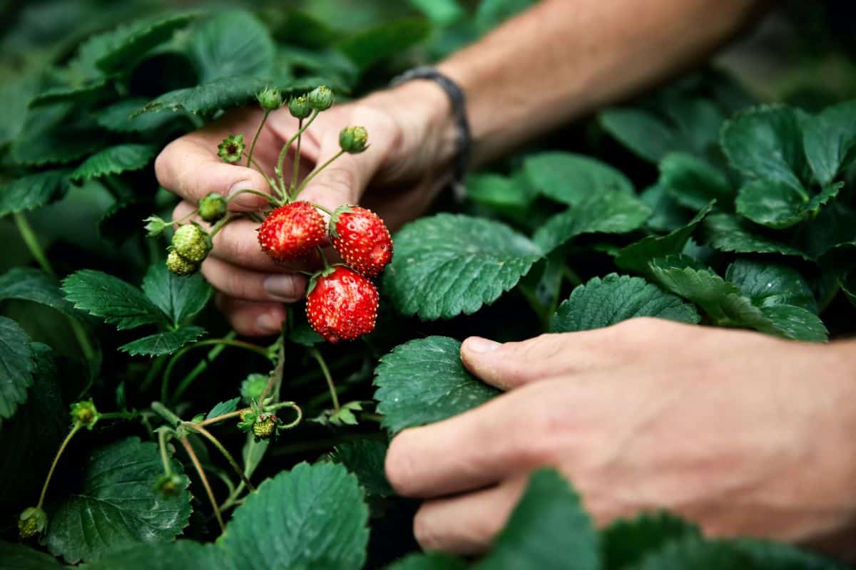 A gardener picks everbearing strawberries 