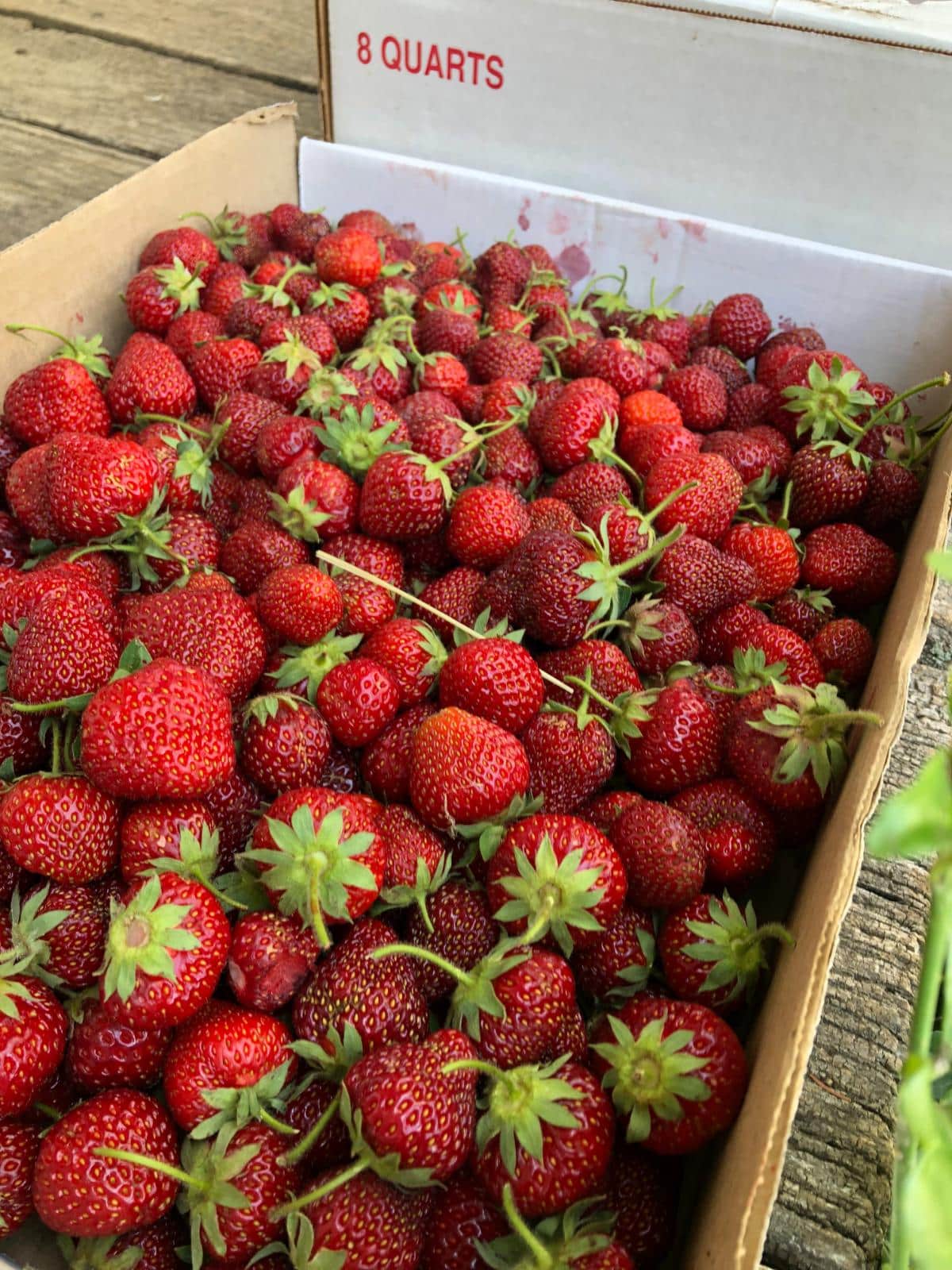 A box of large, fresh strawberries