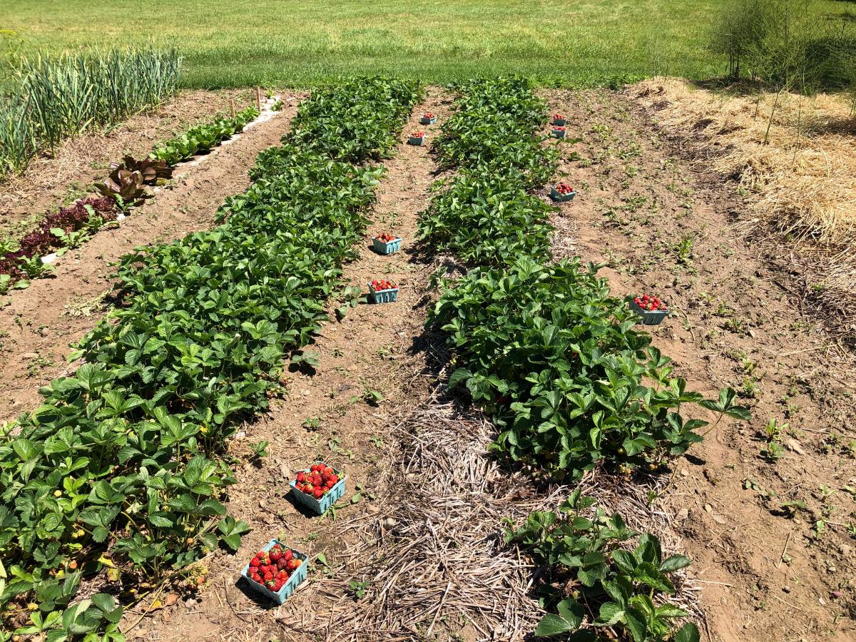 A thriving strawberry patch