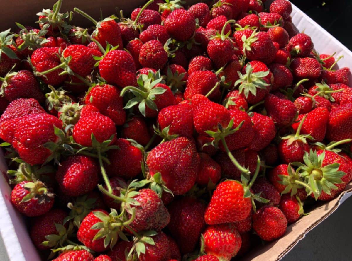 Freshly picked strawberries in a flat