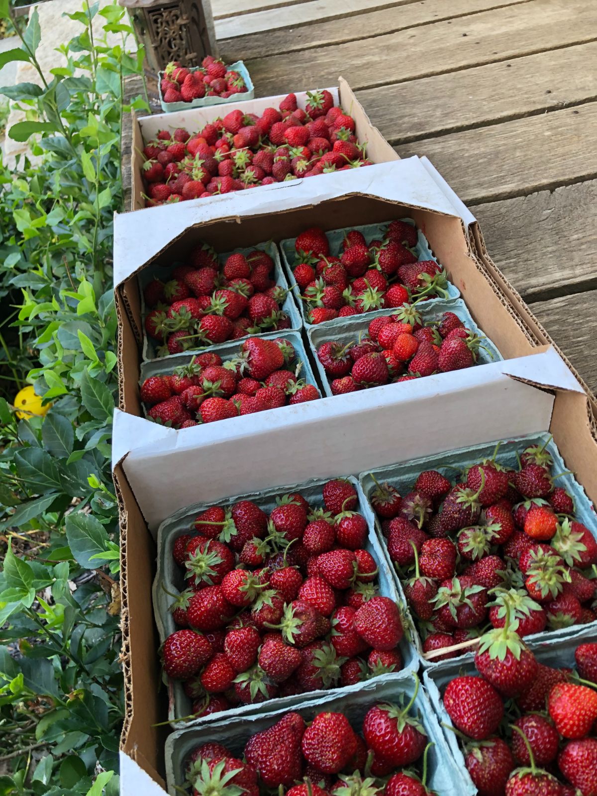 Strawberries in boxes and flats on a porch