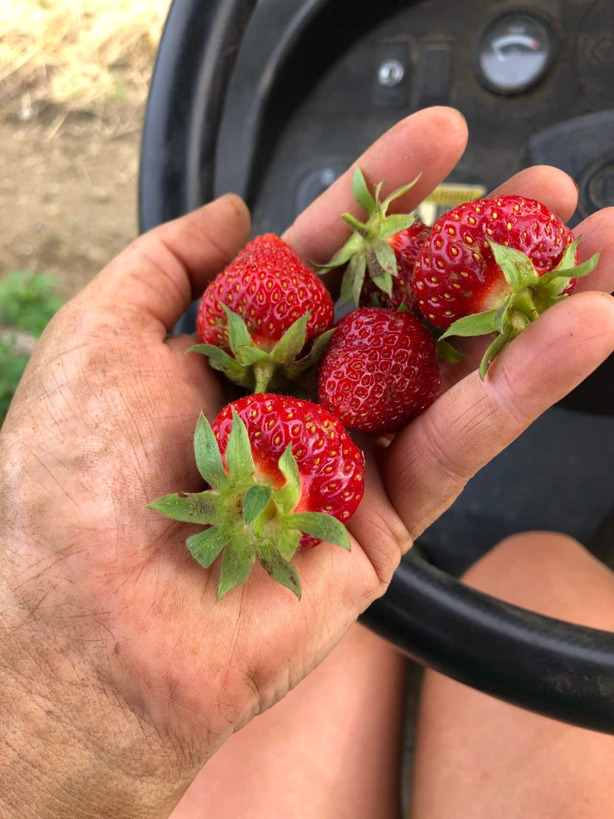 Ripe strawberries held in a picker's hand