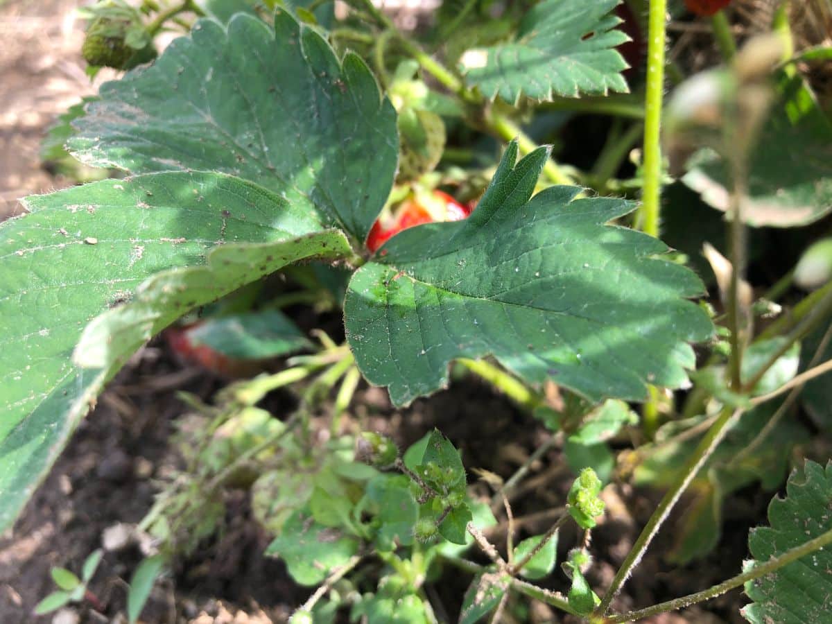 A red, ripe strawberry peaking out from under berry leaves