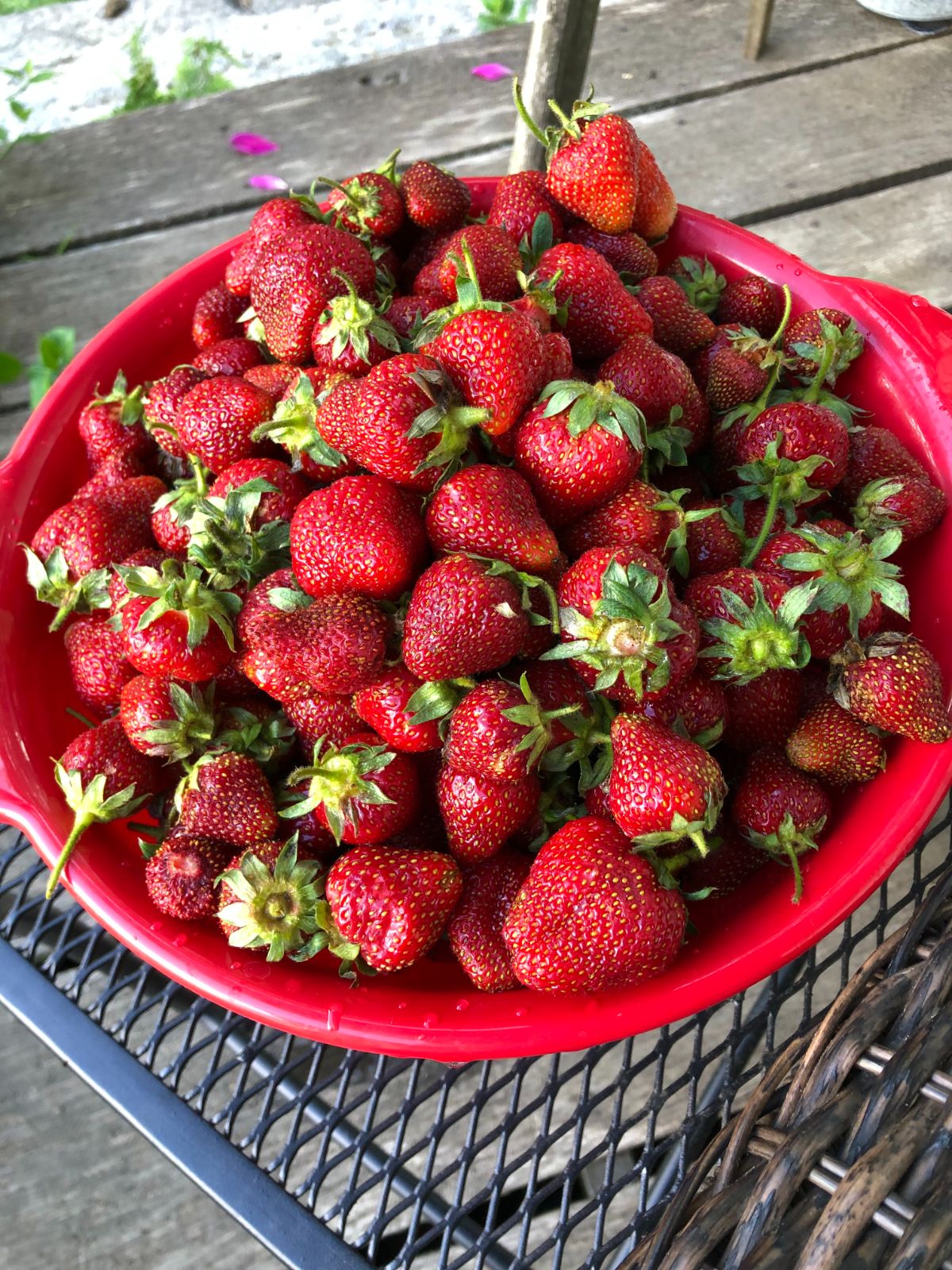 Strawberries picked at the peak of ripeness