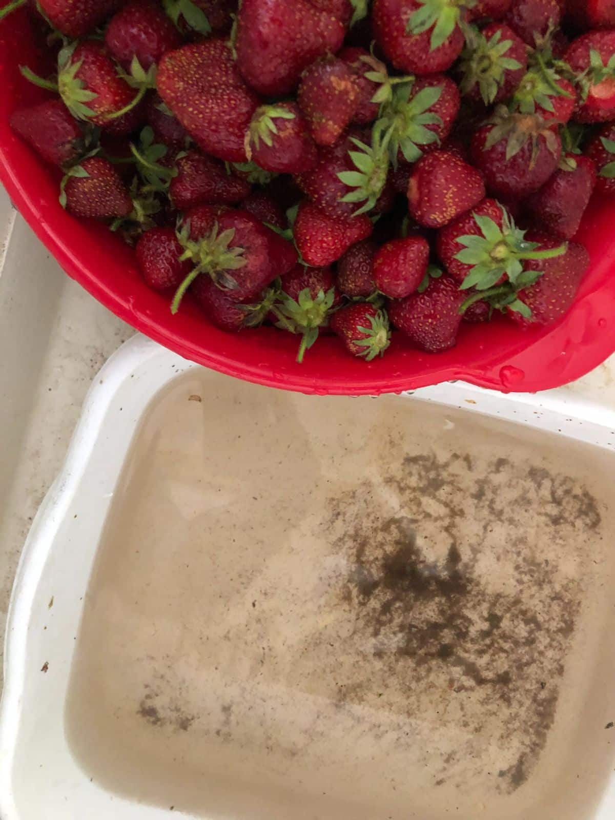 Strawberries being washed just before use