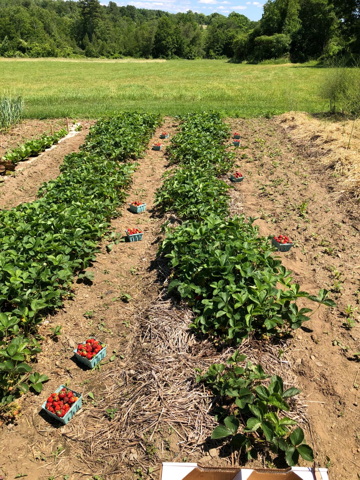 Boxes of freshly picked strawberries in a row.