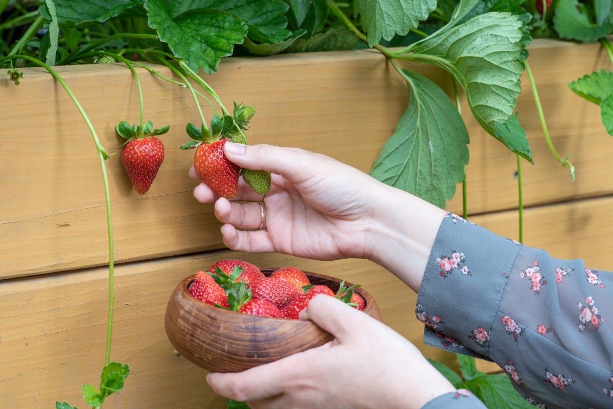 Picking strawberries from a raised garden bed.