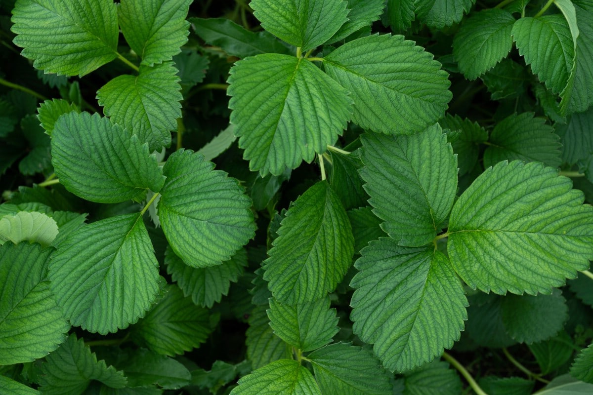 Strawberry leaves but no fruit.