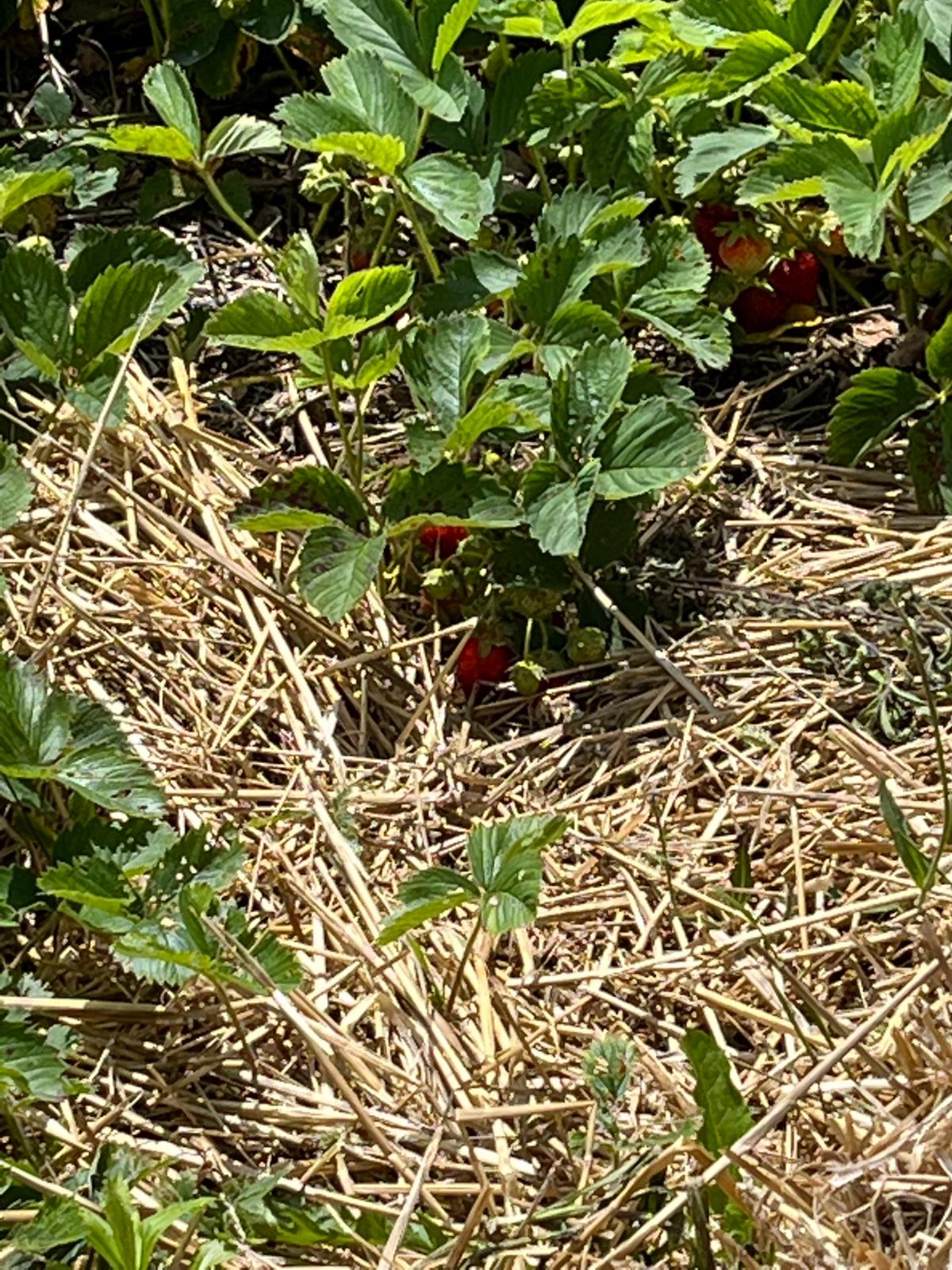 Straw mulch in a strawberry patch