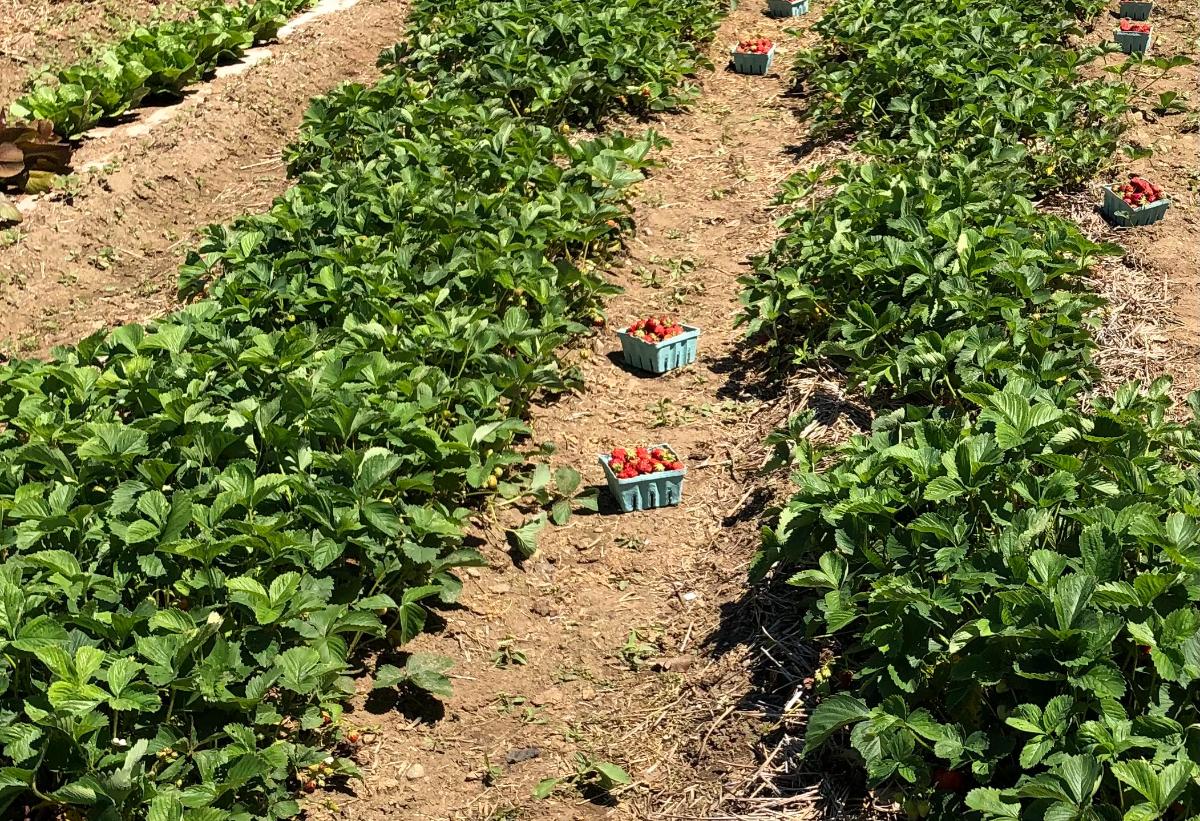 Rows of strawberry plants in summer