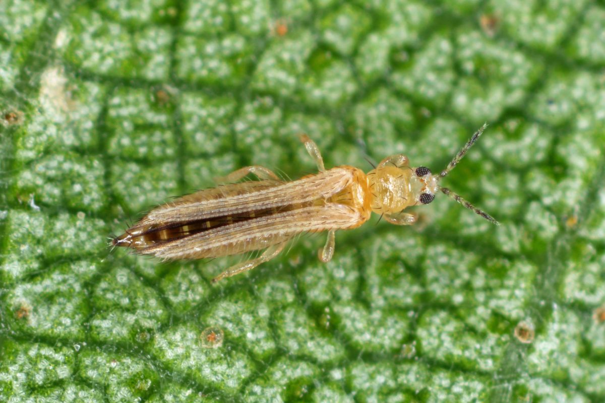 Close shot of Thrips pest