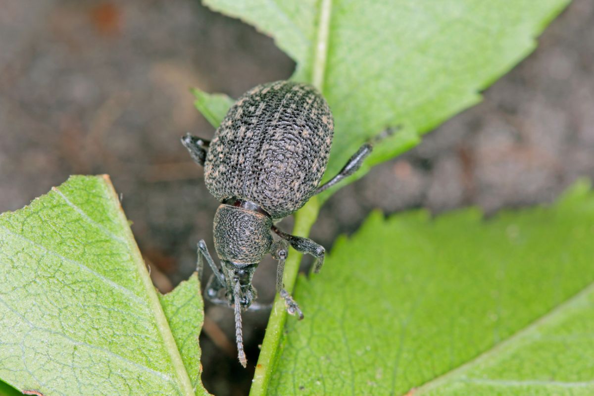 Black insect on strawberry leave