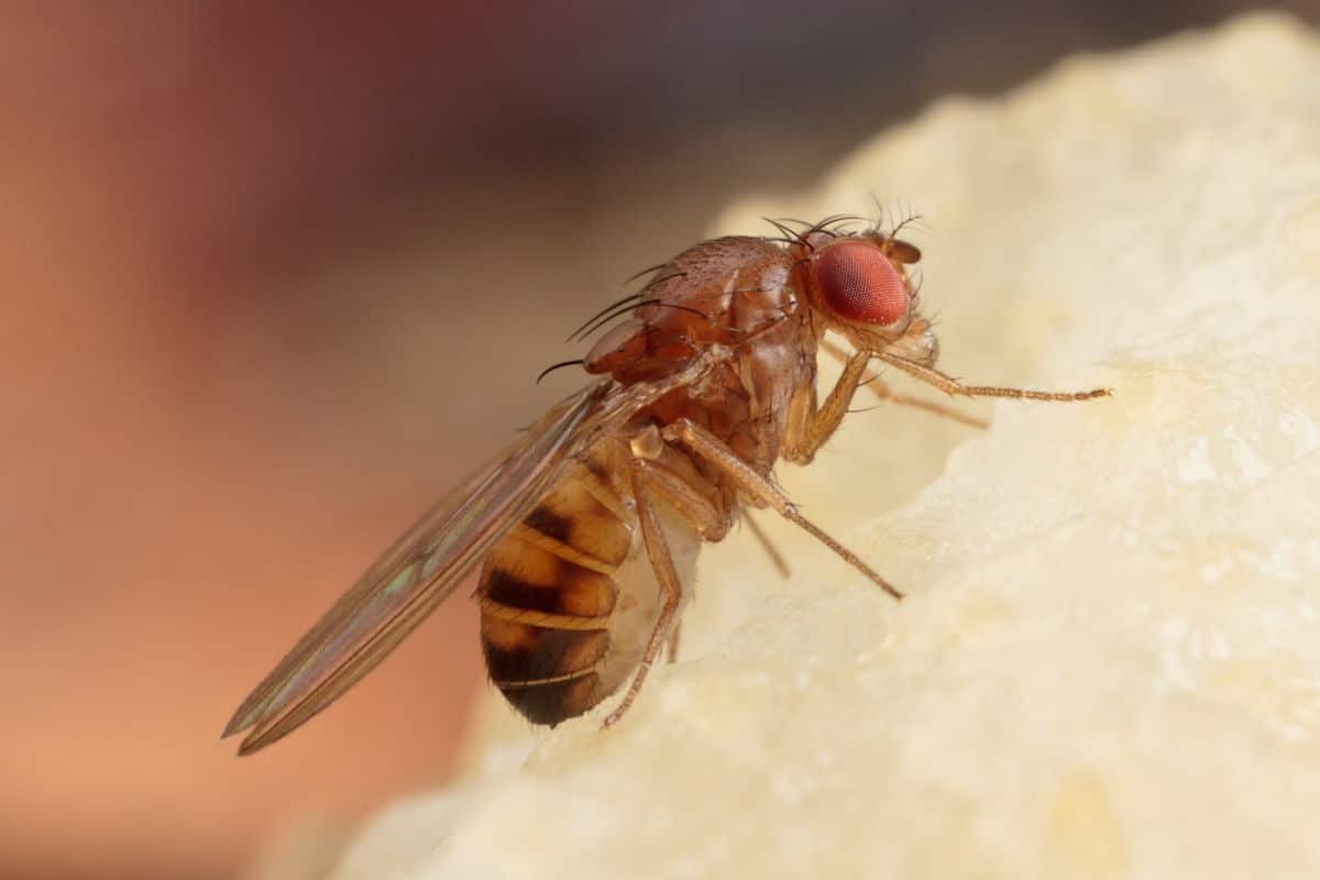 Close shot of mfruit fly