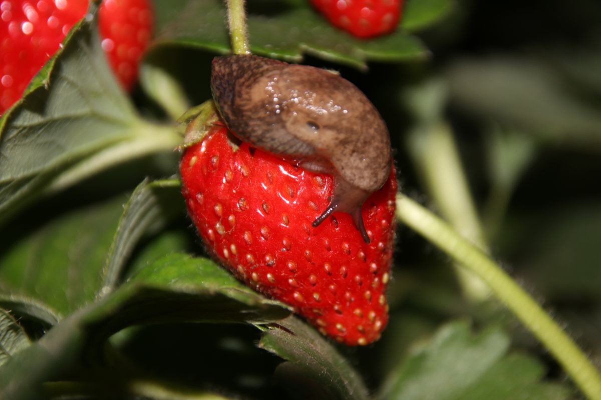 Slug on ripe strawberry fruit