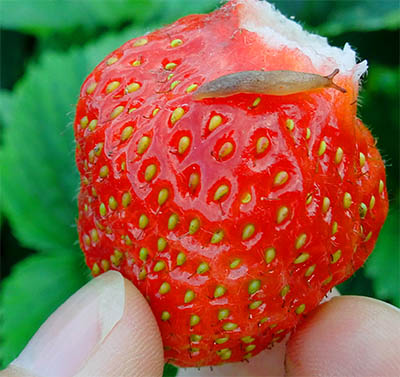 Strawberry Pests
