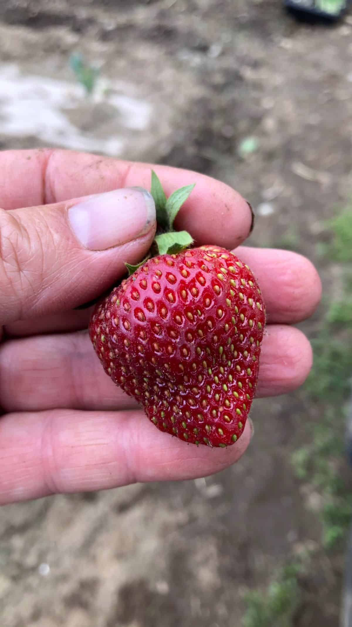 A uniformly ripe red strawberry held in a gardener's hand