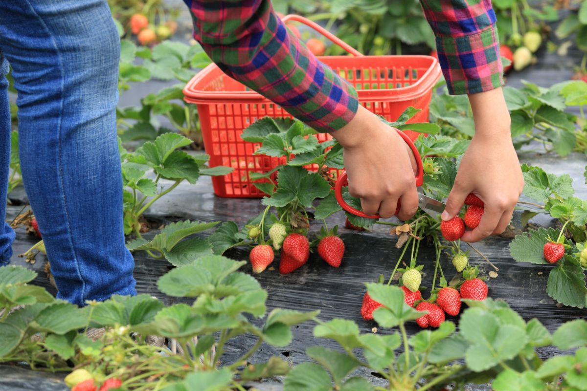 Strawberry Picking Guide Strawberry Plants   Strawberry Picking 1 