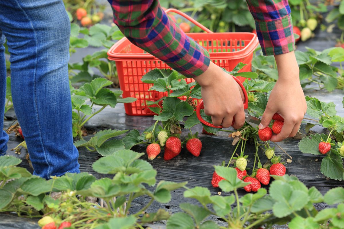 Top 9 When Do You Pick Strawberries Off The Vine Top 9 When Do You Pick Strawberries Off The Vine