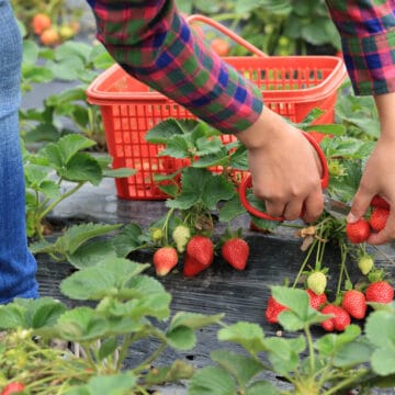 Picking strawberries.