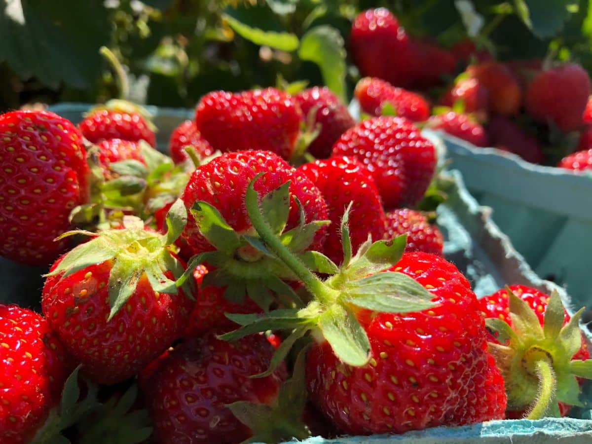 A basket of fresh-picked red, ripe strawberries