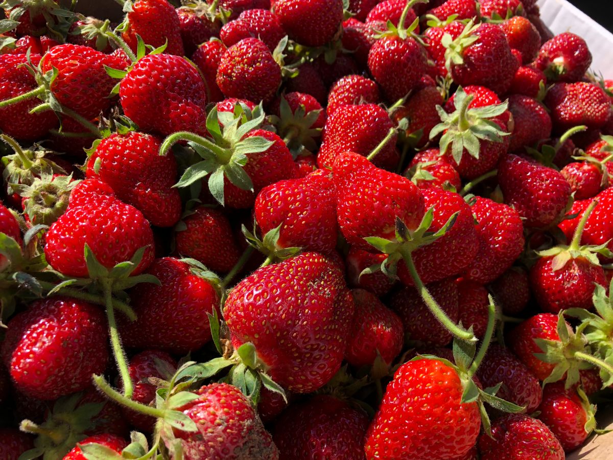 Nicely ripened fresh picked strawberries