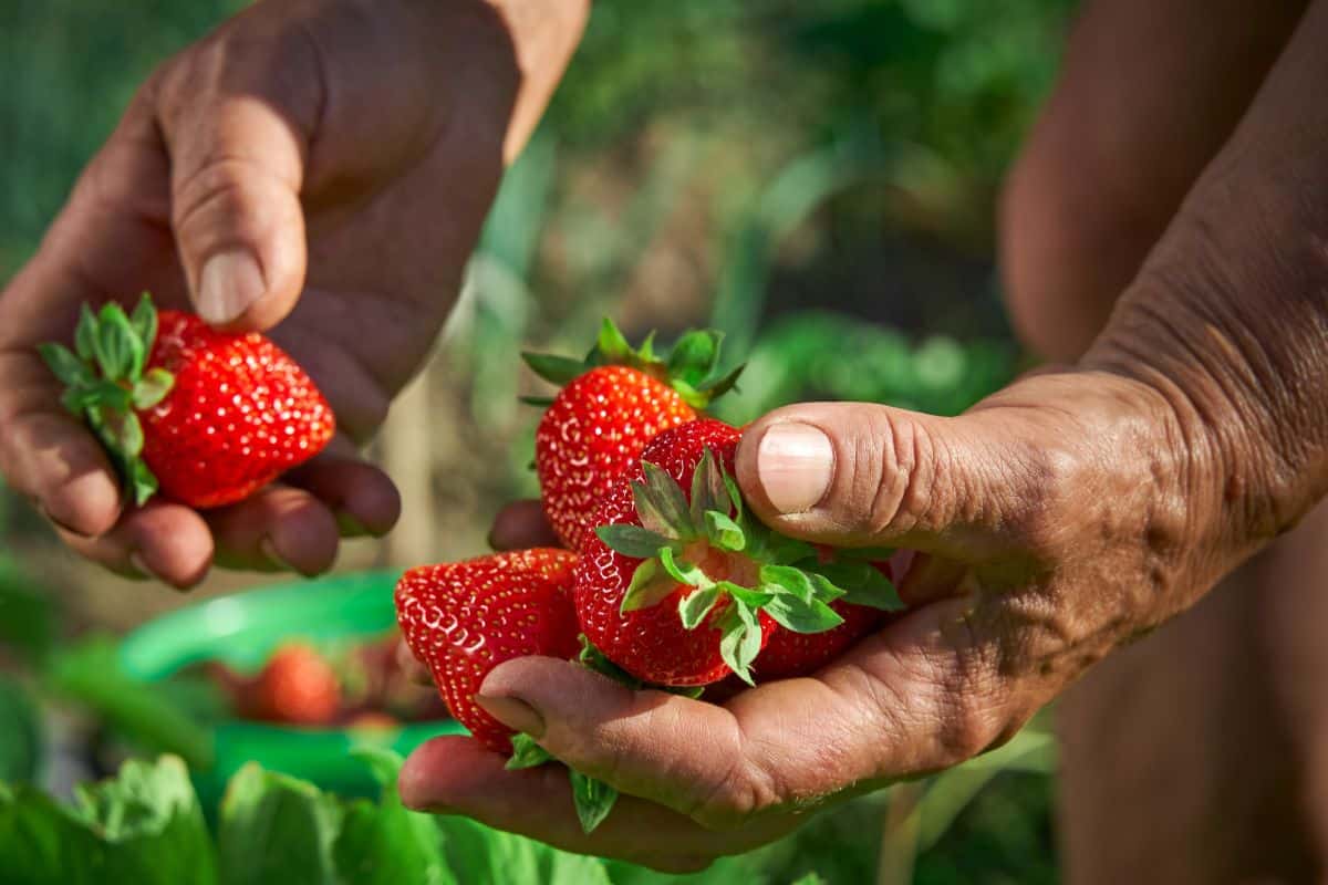 A man holding a handful of fresh-picked strawberries