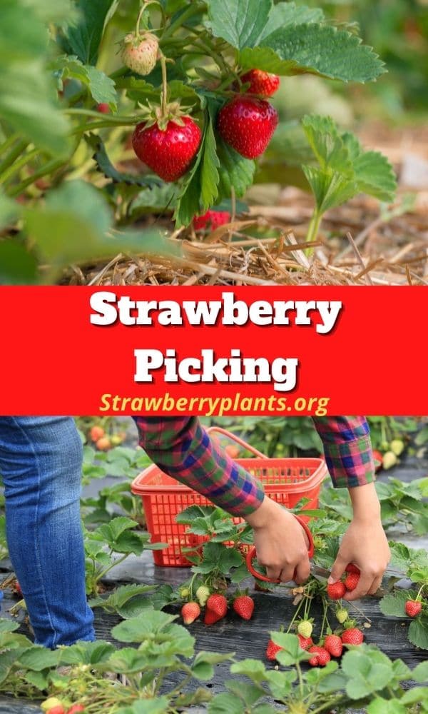 Strawberry Picking (Guide) – Strawberry Plants