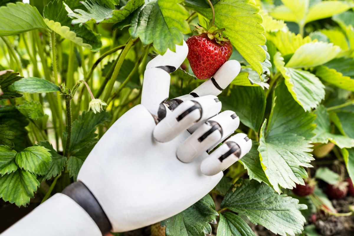 Robot hand picking up ripe strawberry
