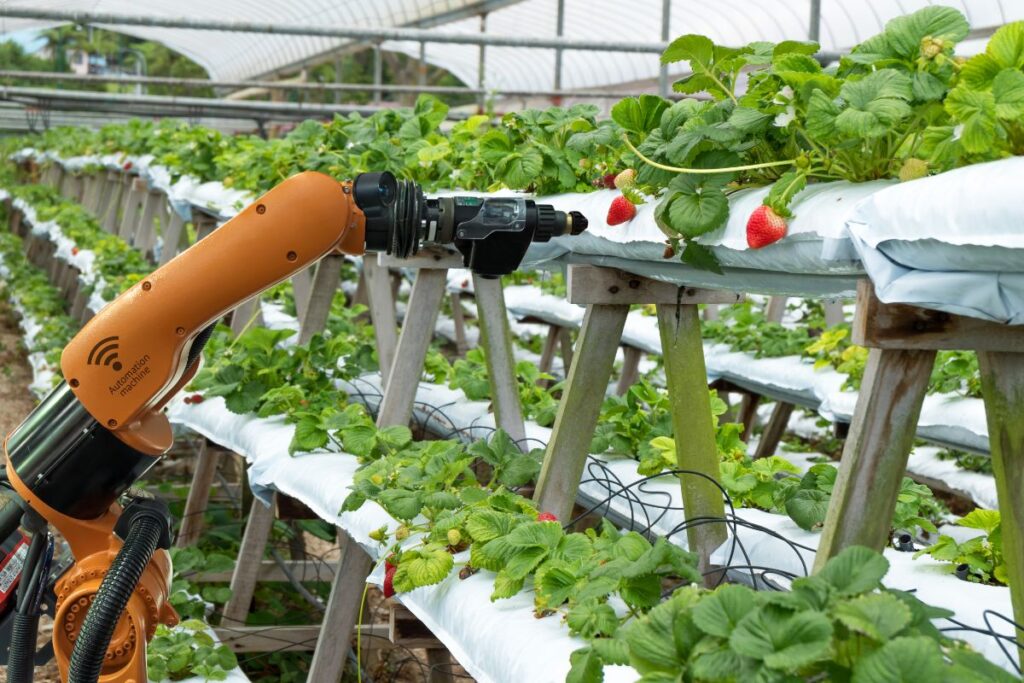 Strawberry Picking Robots How They Work