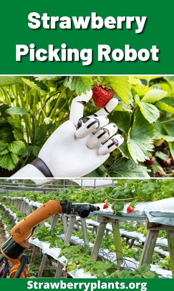 Strawberry Picking Robots (How They Work)