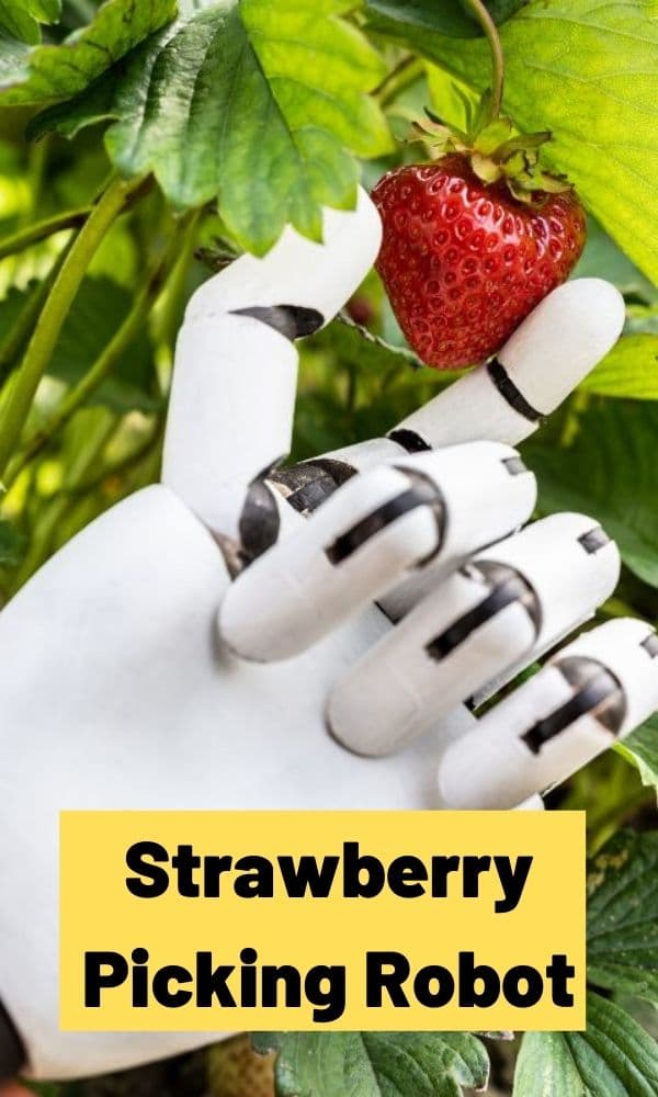 Strawberry Picking Robots How They Work