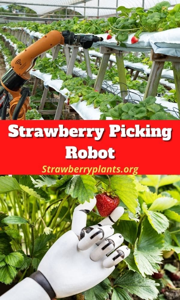 Strawberry Picking Robots (How They Work)