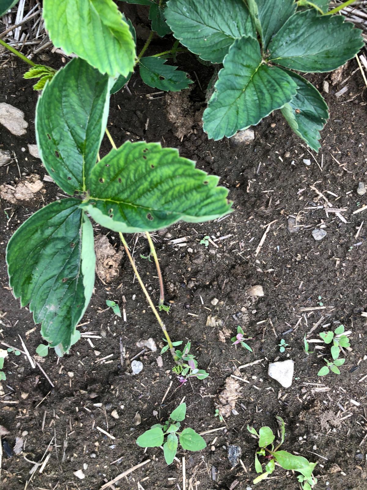 Planting strawberries in autumn