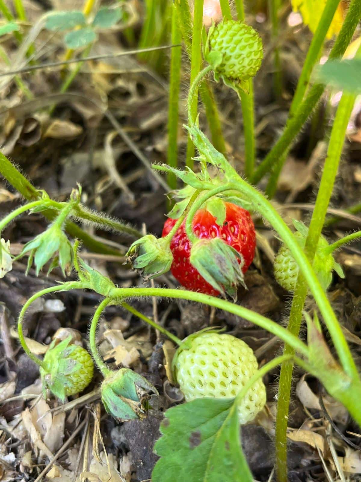 Ripening strawberries in the berry patch