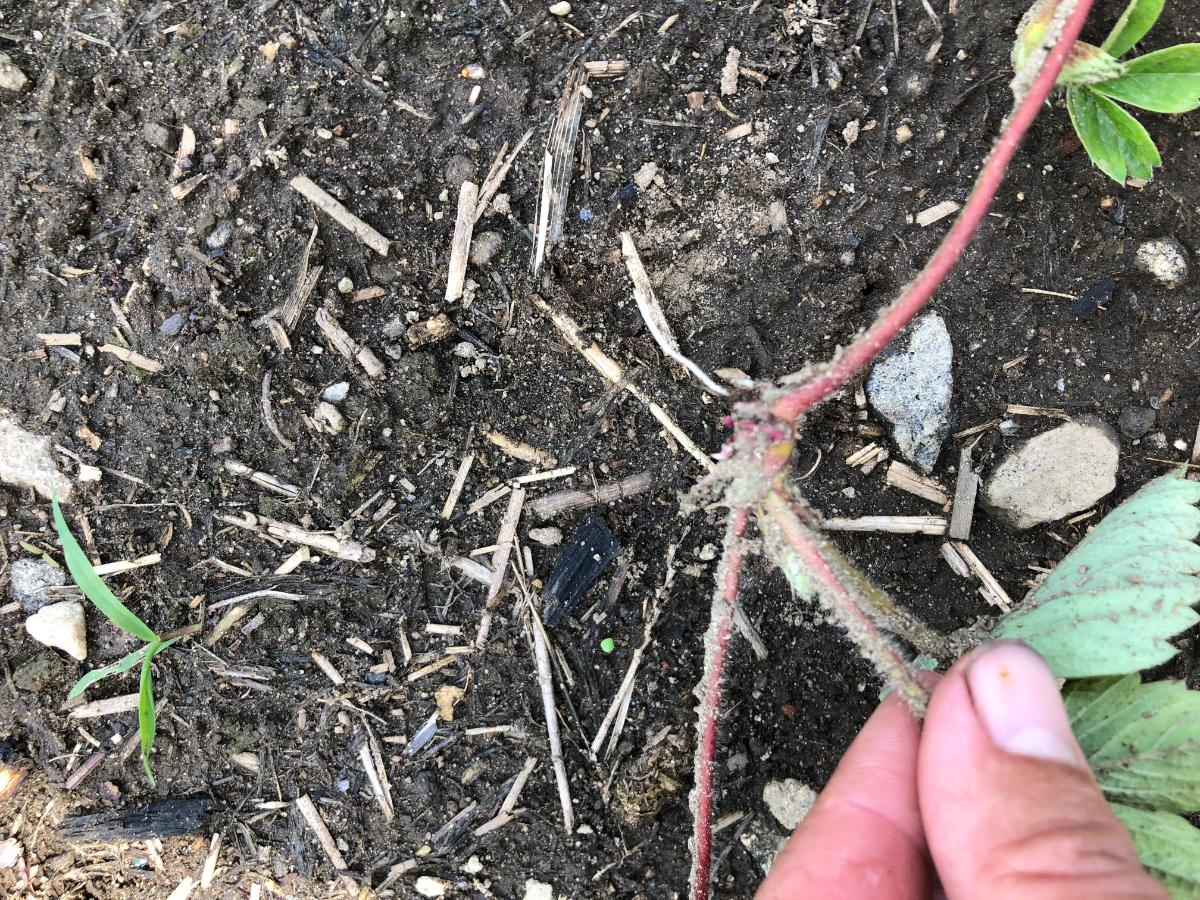 Young strawberry plants growing