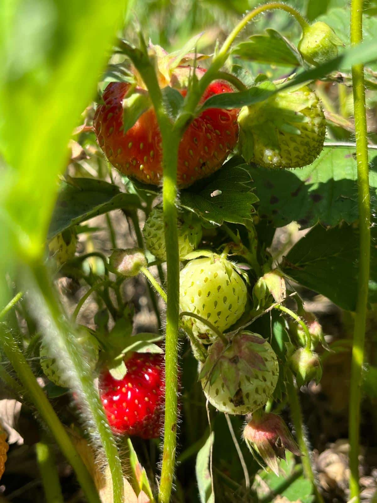 Strawberries in the patch in various stages of ripening